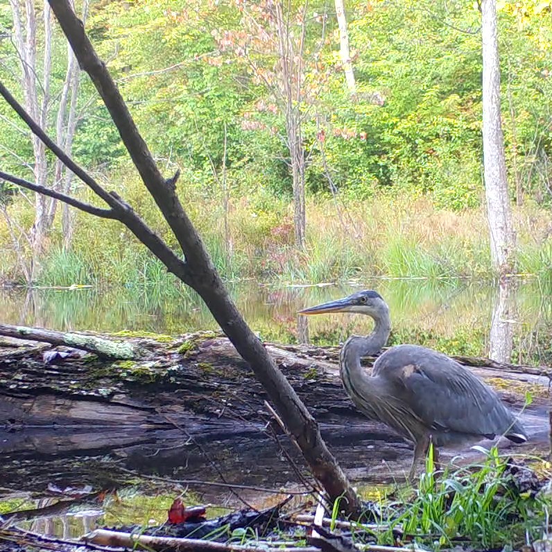 Wild Lake Association